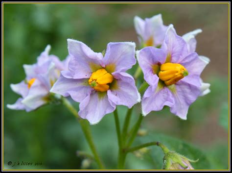 potato blossom