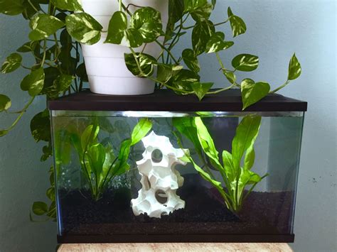 pothos in fish tank