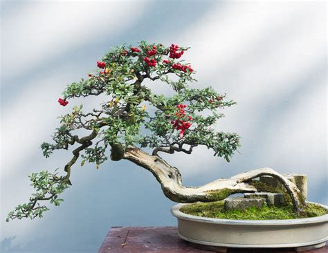 practical bonsai their care cultivation and training Reader