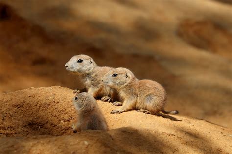 prairie dogs as pets