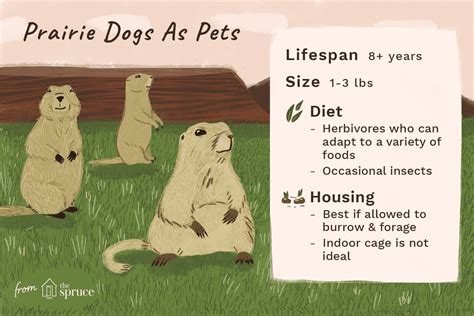 prairie dogs complete pet owners manual Epub