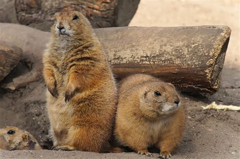 prairie dogs prairie dogs Doc