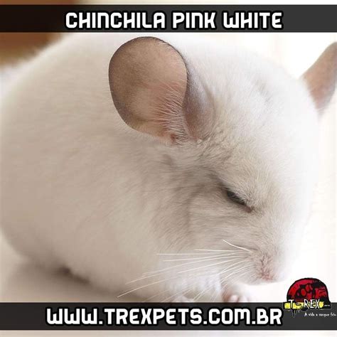 preço chinchila