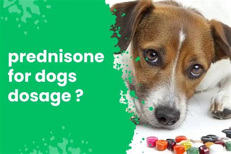 prednisone dosage for dogs