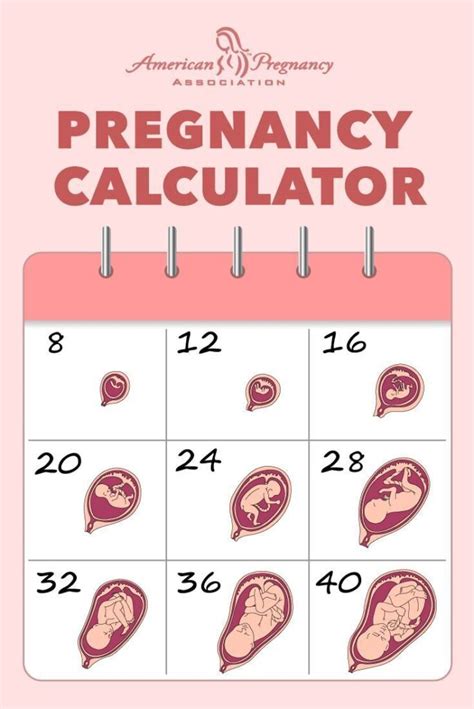 pregnancy due date calculator week by week