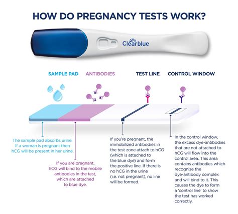 pregnancy test on due date of period