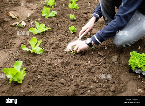 preparing a vegetable garden from the ground up Kindle Editon