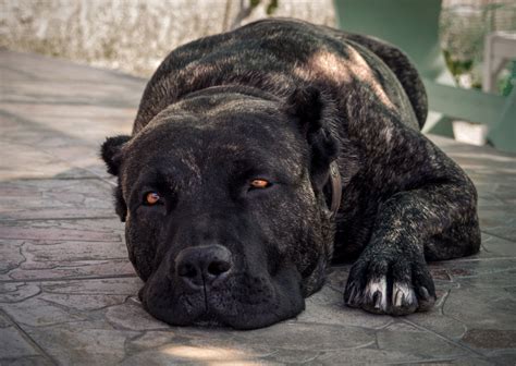 presa canario attack dog