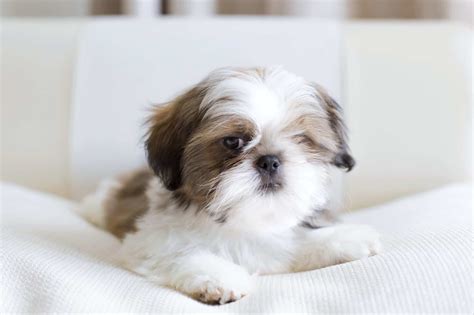 price for a shih tzu