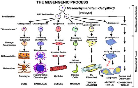 primary mesenchymal cells primary mesenchymal cells Reader