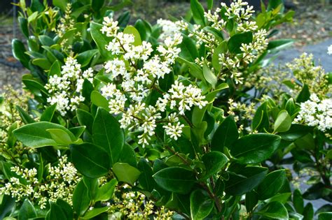 privet wax leaf privet