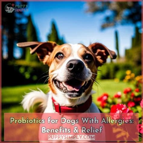 probiotics for dogs with allergies