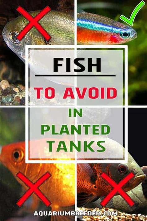 problems with tropical fish tanks Epub