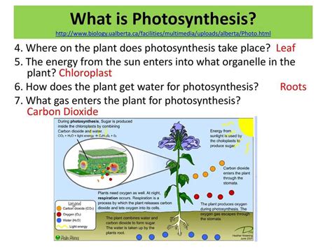 process of photosynthesis answer key webquest Doc