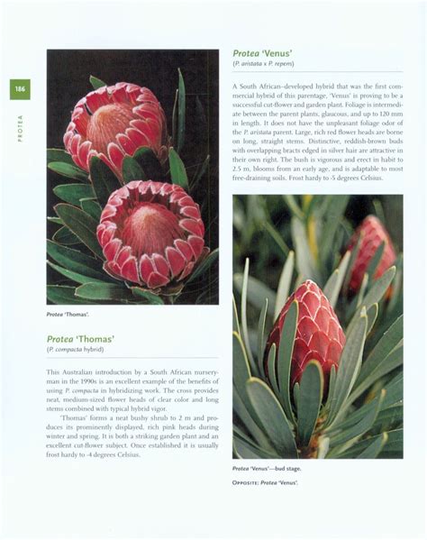 protea book a guide to cultivated proteaceae Epub