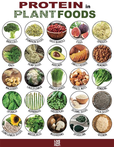 Protein In Plants Chart