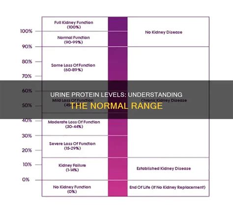 Protein Levels In Urine Chart
