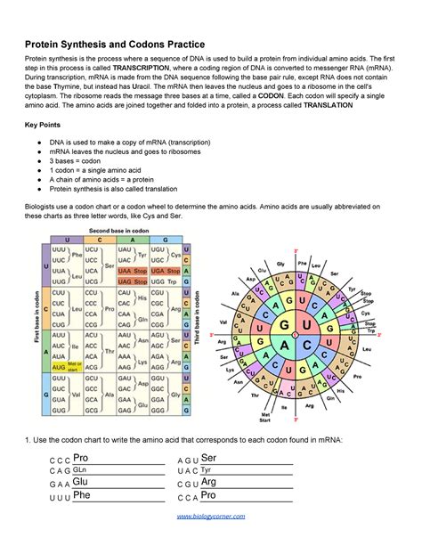 protein synthesis and codons practice answer key