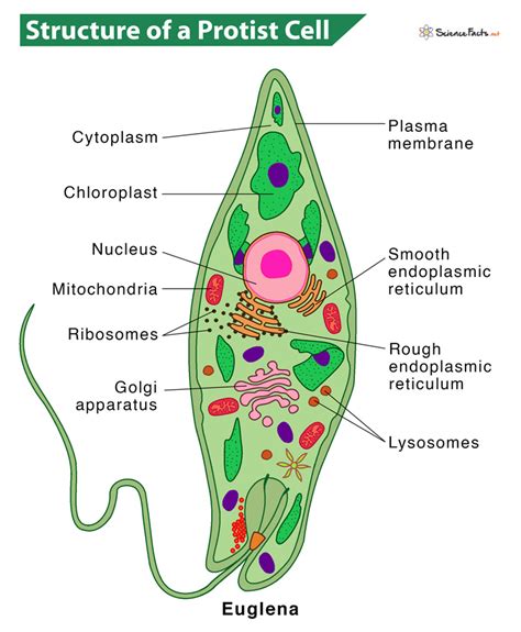 protist structure and function answer key Reader