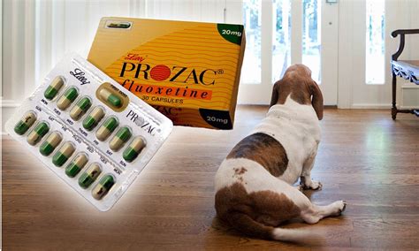 prozac dogs