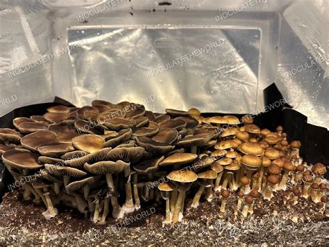 psychedelic mushroom field guide PDF