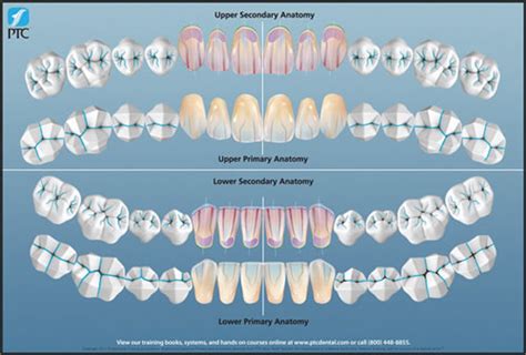 ptc-dental-ana. PDF