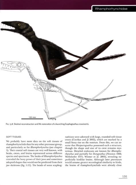 pterosaurs natural history evolution anatomy Epub