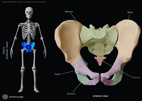 pubic bone