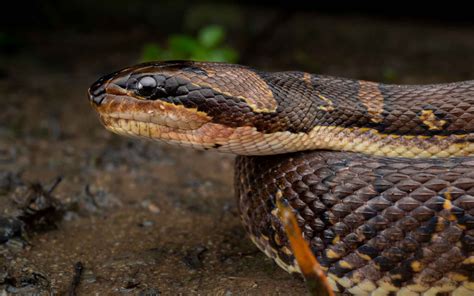 puff faced water snake