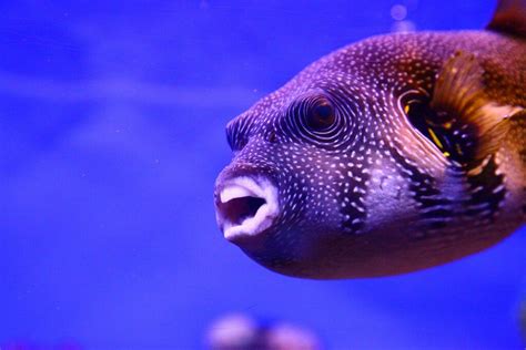 pufferfish diet as adult