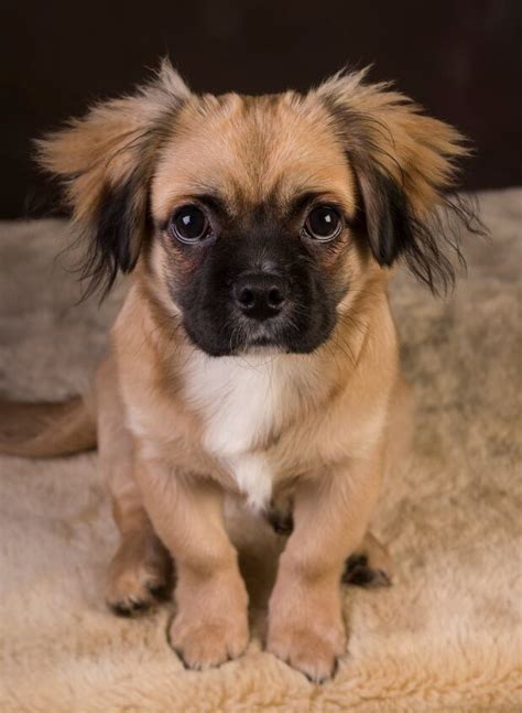 pug and pomeranian mix