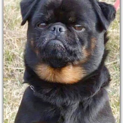 pug and rottweiler mix