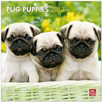 pug puppies 2013 square 12x12 wall calendar multilingual edition Reader