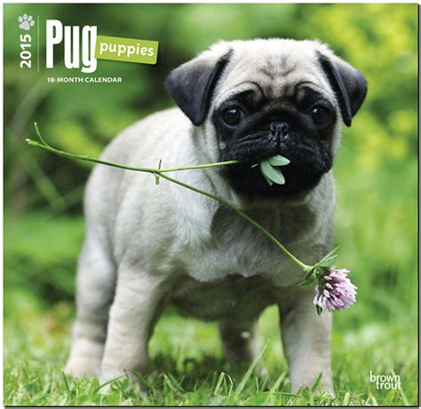 pug puppies 2015 square 12x12 multilingual edition Reader