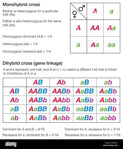 punnett squares monohybrid and dihybrid answers Doc