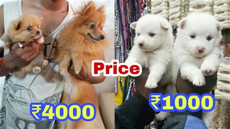 pup price