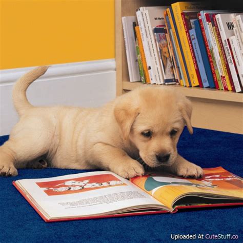 puppies an i love reading cute puppies book PDF