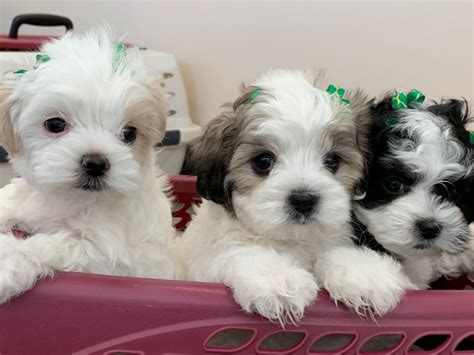 puppies for sale in mn