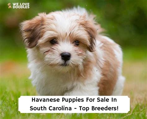 puppies for sale in sc