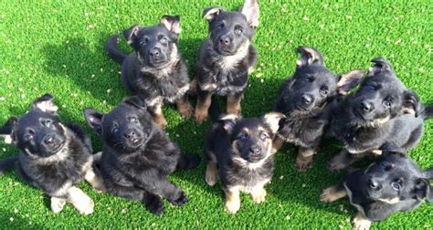 puppies for sale okc