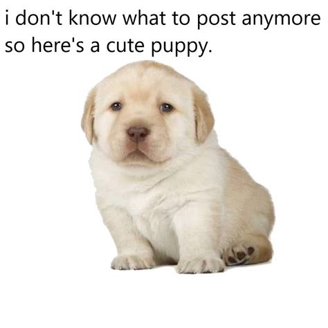 puppies meme