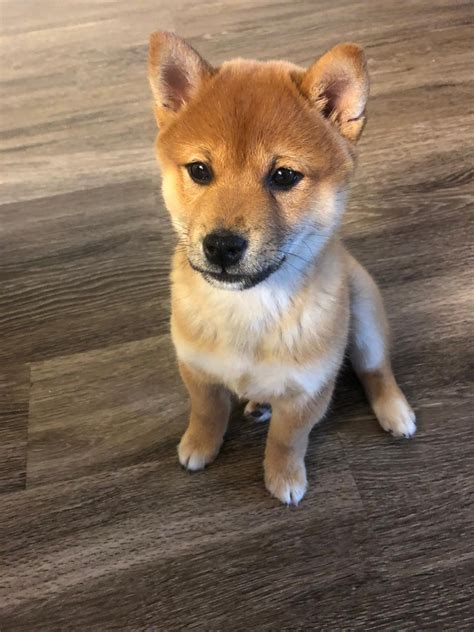 puppy shiba for sale