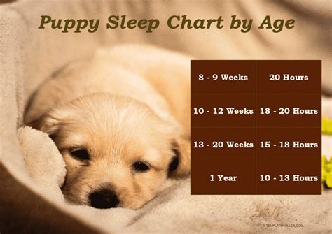 puppy sleep schedule