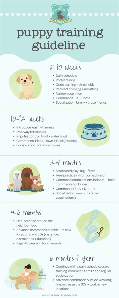 puppy training schedule