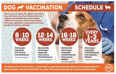 puppy vaccinations near me