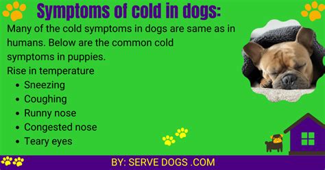 puppy with a cold symptoms