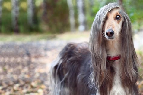 puppy with long hair