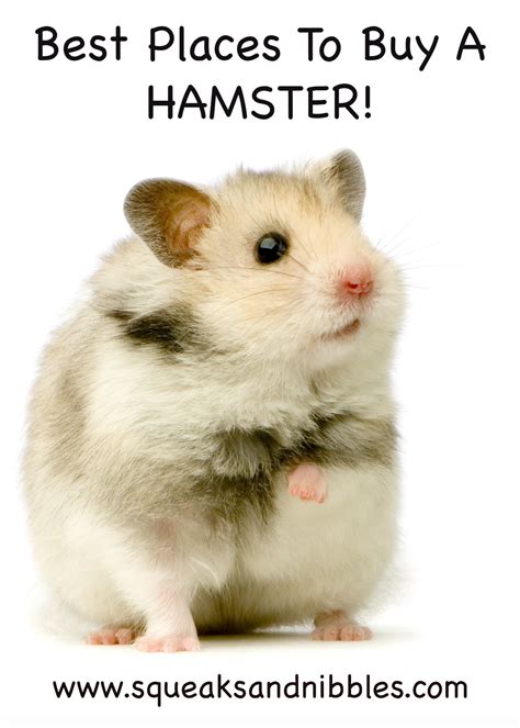 purchase hamster