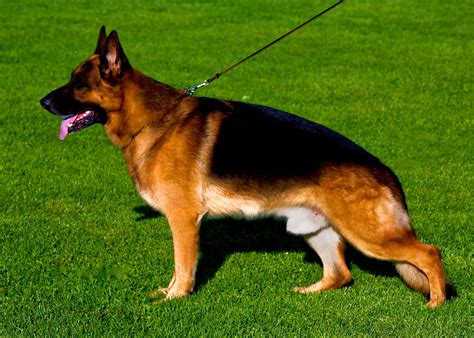 purebred german shepherd dog