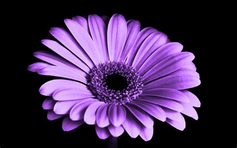 purple color flowers pictures